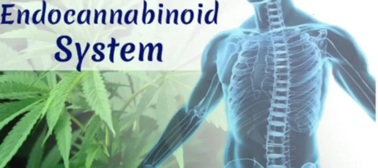 An image of endocannabinoid system