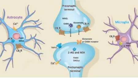 An image of cannabis, cannabinoids receptors and Endocannabinoid system