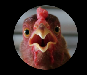 image of chicken