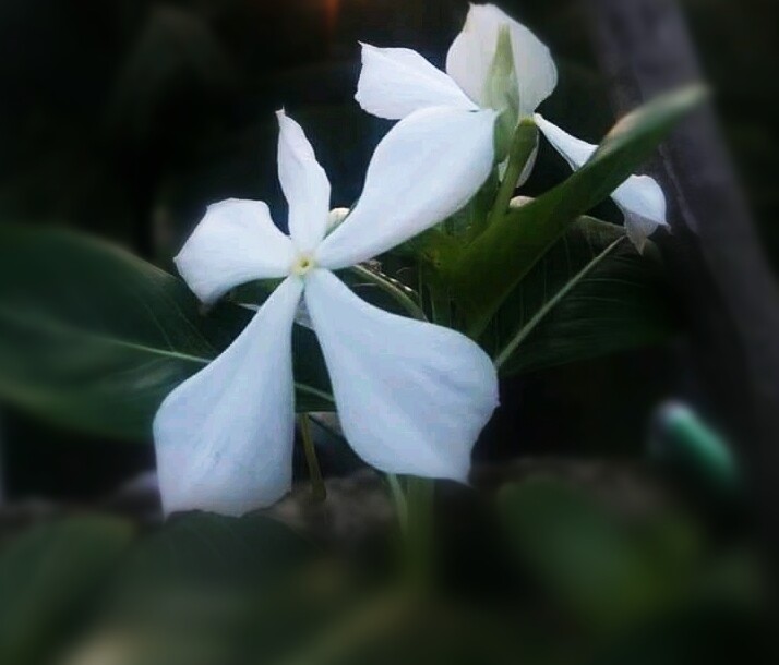 Original