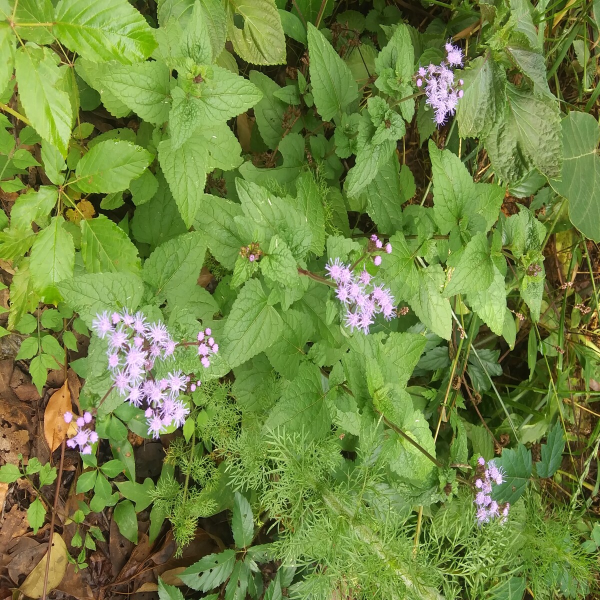 Farm Wildflowers