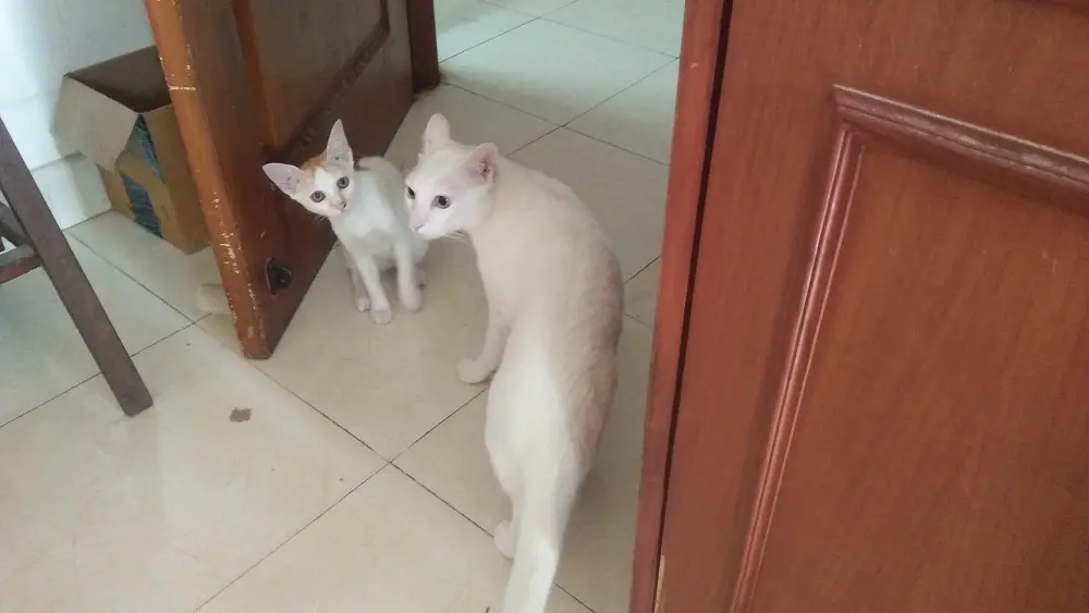 cats