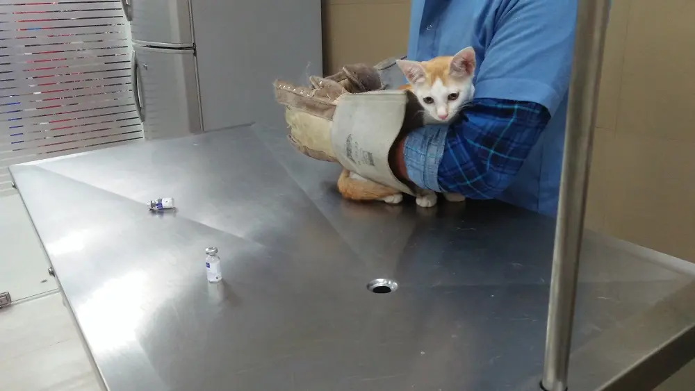 kitten crypta vaccination