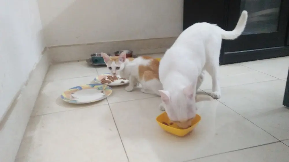 kitten crypta and cat Mochu