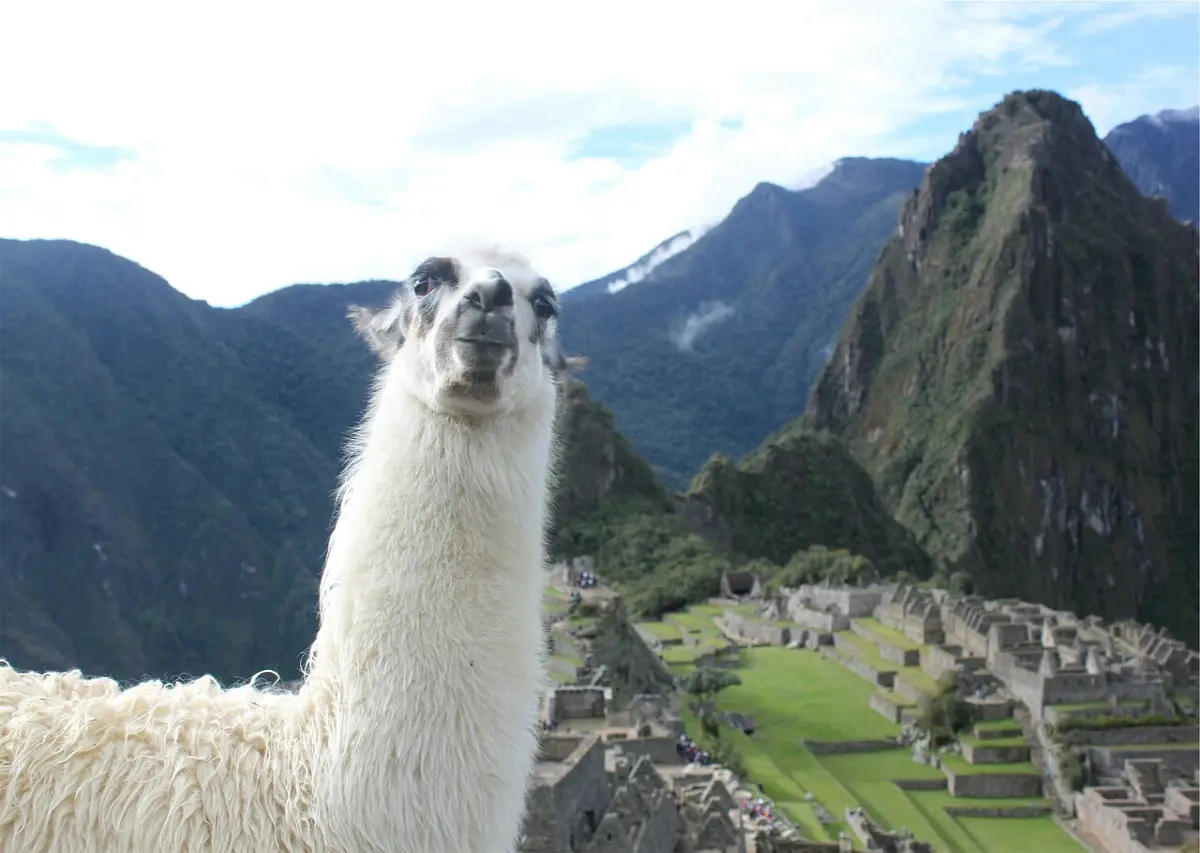 Llama in the Andes; Source:Pixabay