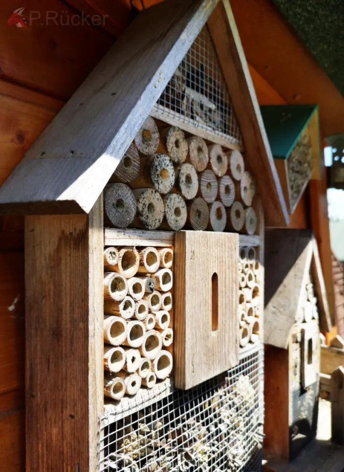 purchased bee home