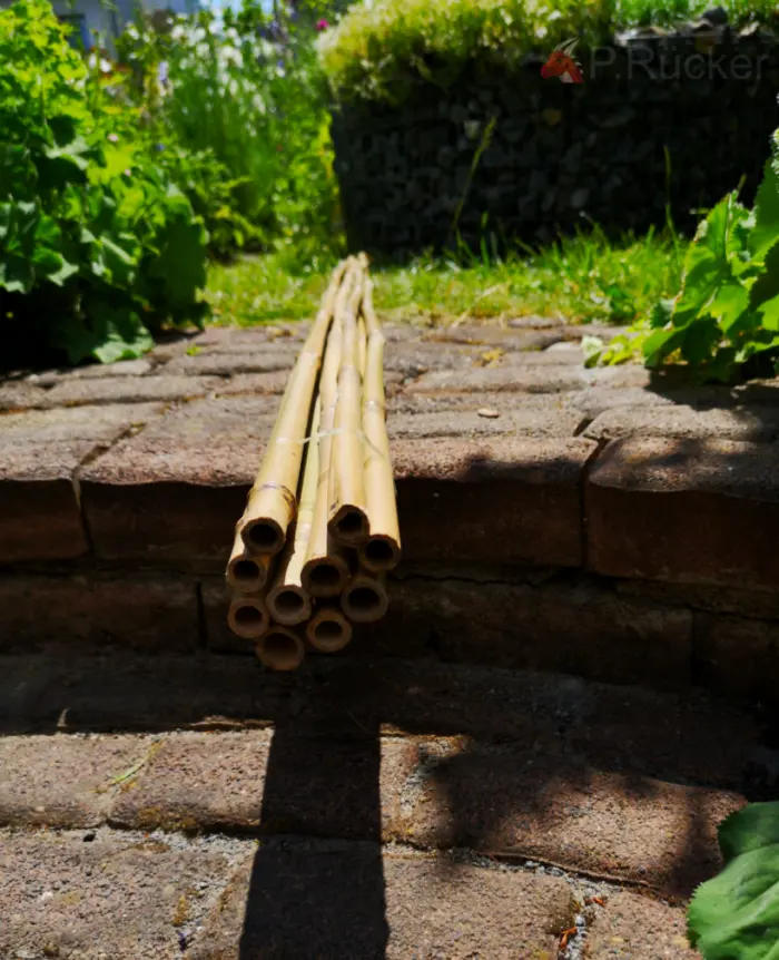 bamboo
