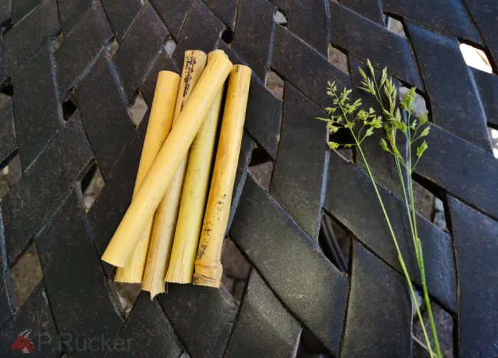 cut bamboo