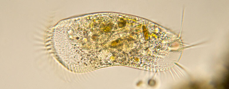 one cell organism
