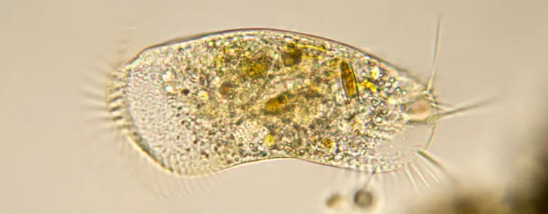 one cell organism