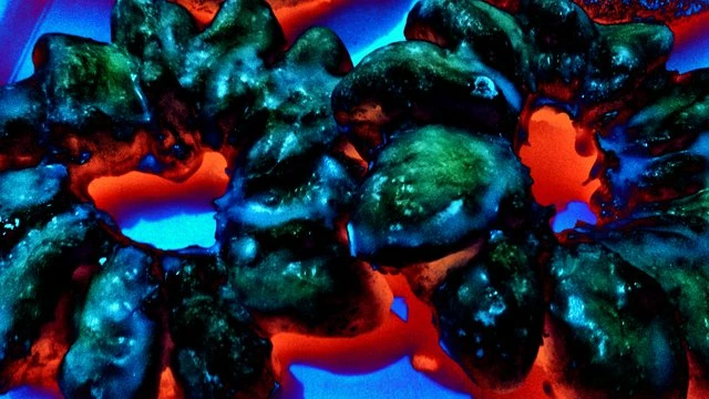 190903265-dbb4e3528a67b4e108a43c75d1cbbd225882d0ec573e954626c4bd3937141f2d.jpeg