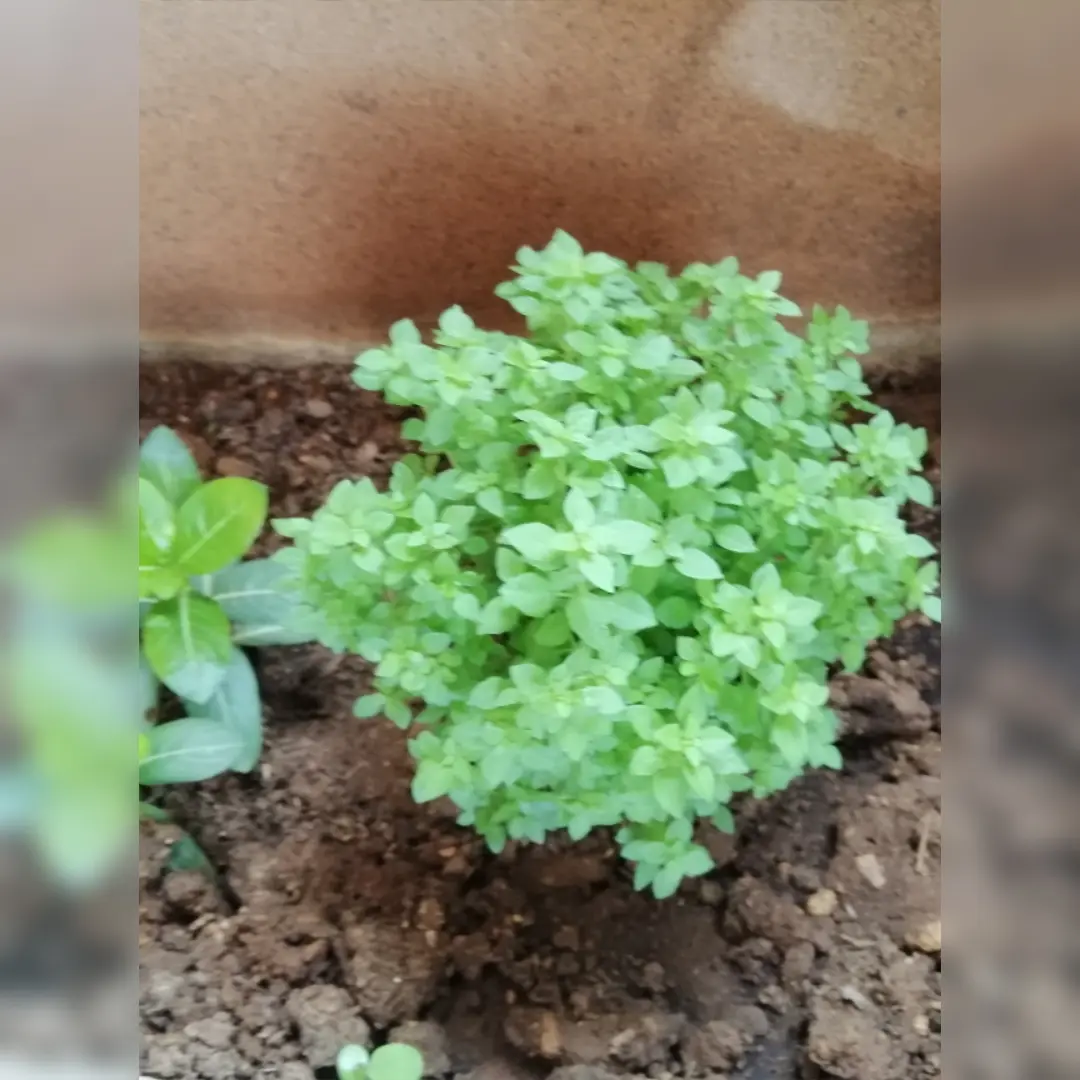 Pesto