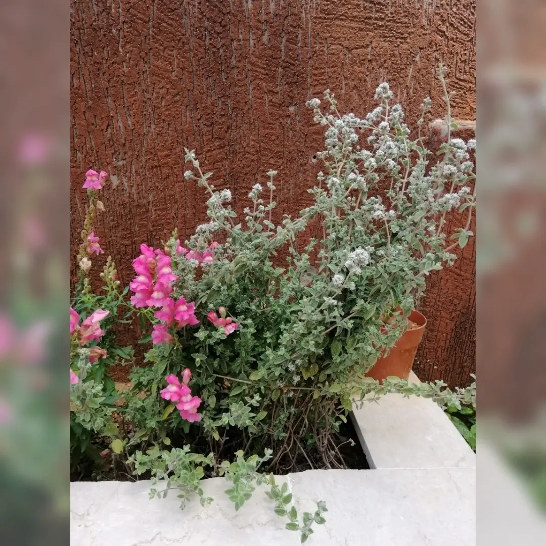 Thyme hugging the flower