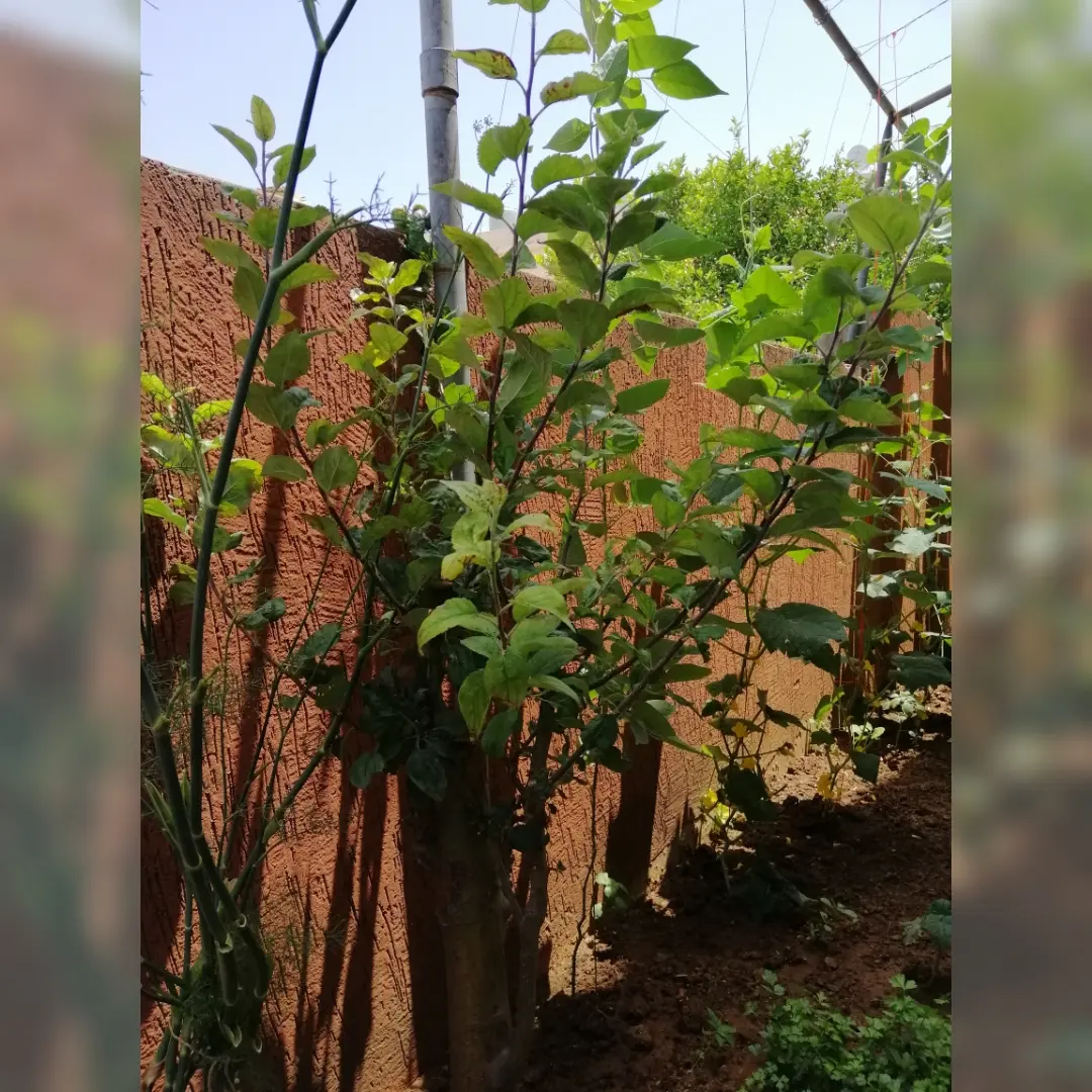Apple tree