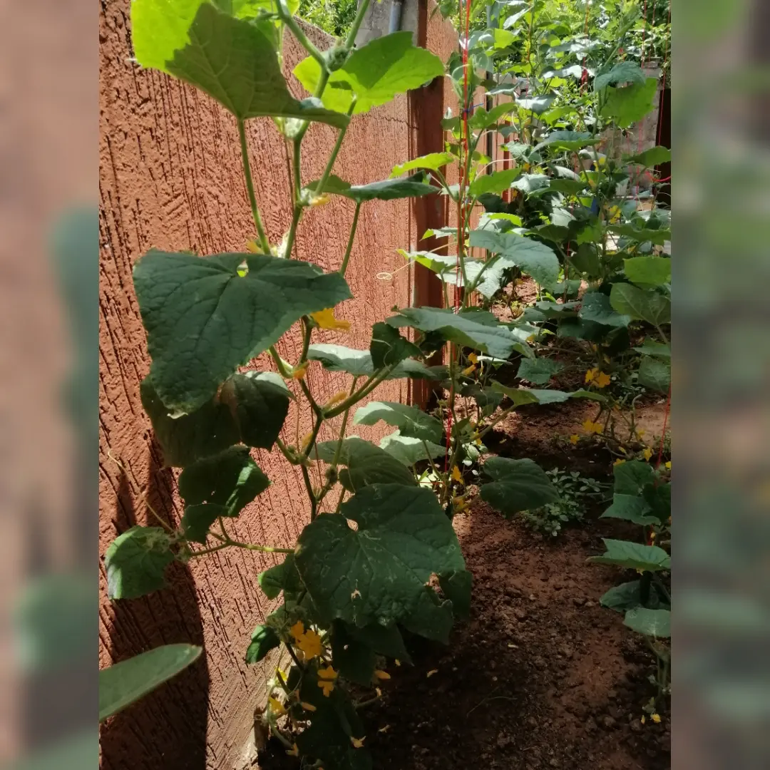 Cucumber