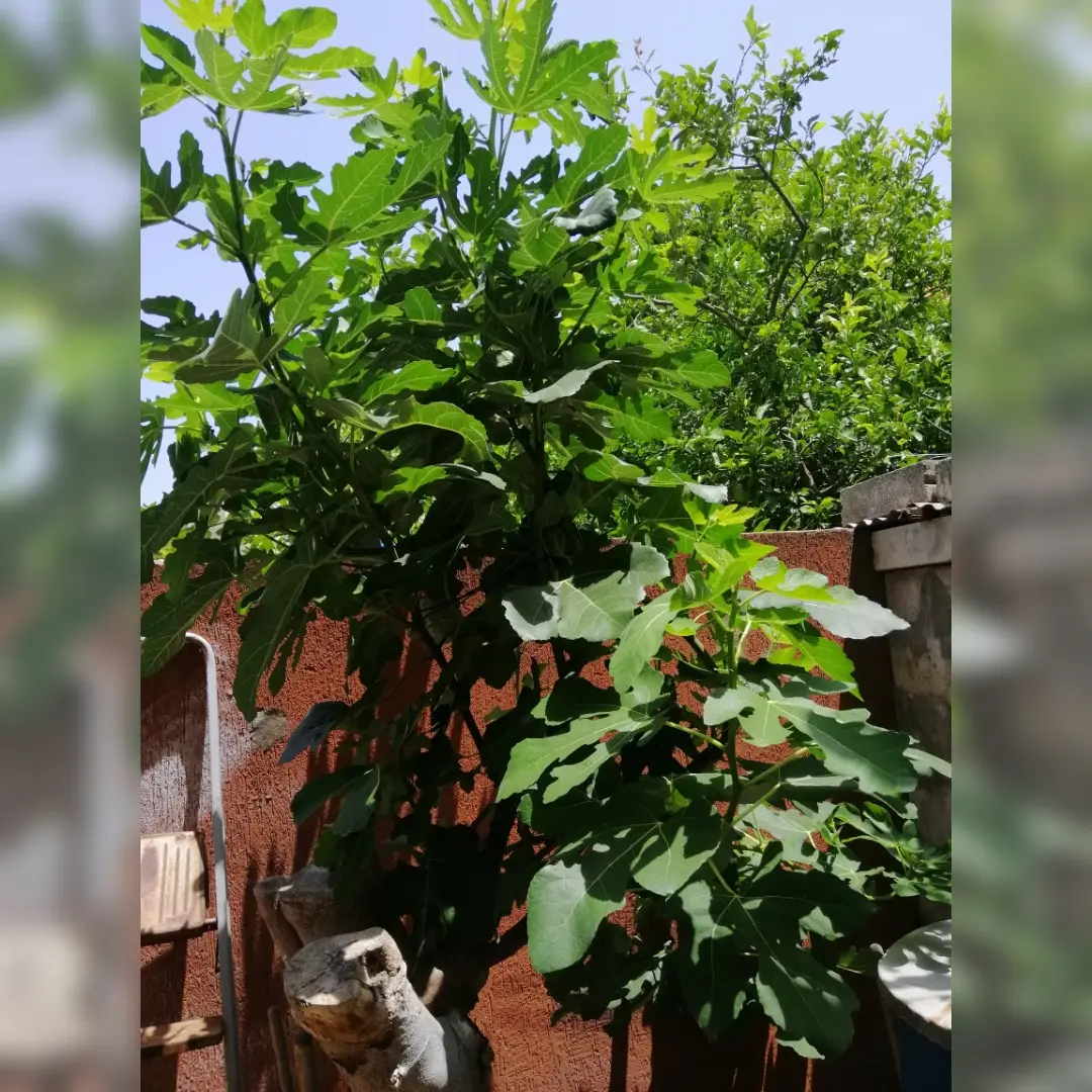 Fig tree