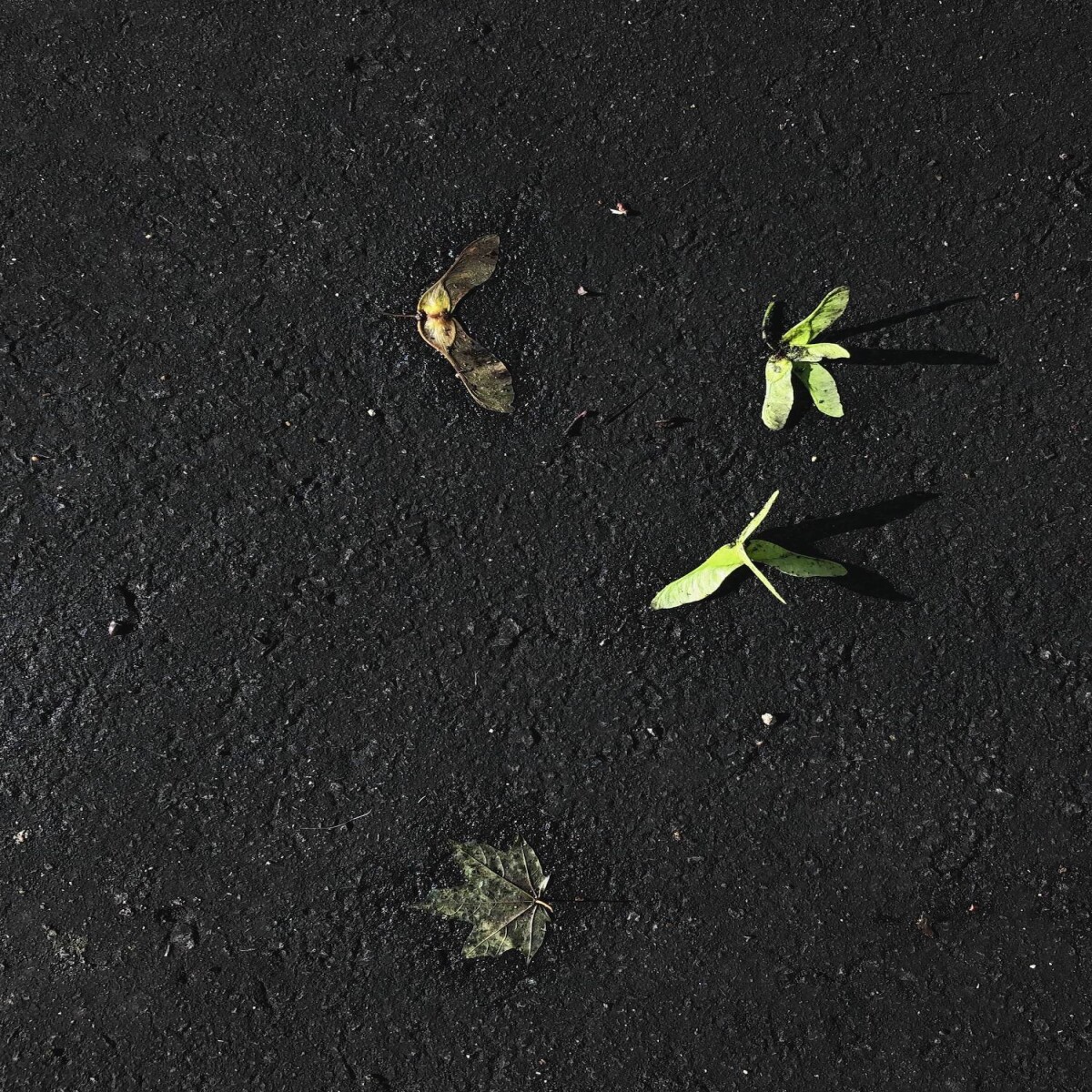 Maple seeds_szbarnaus