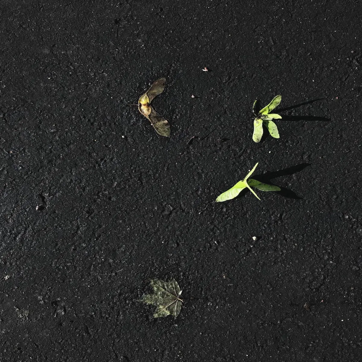 Maple seeds_szbarnaus