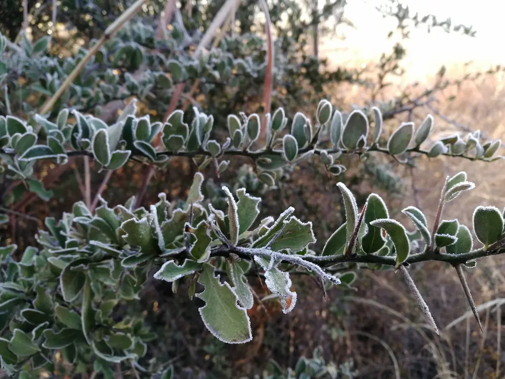 frosty leaves