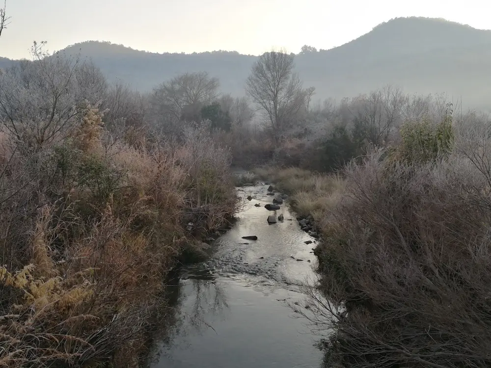 morning stream