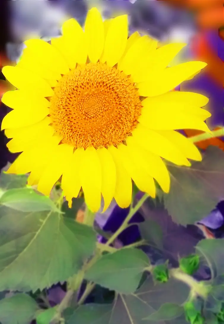 033638b542188e580c93955603d5ed2869ce897a1bde51081bbfd3cf99d496e2.jpeg