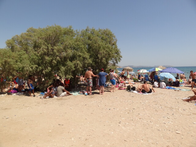 Around Athens - Varkiza - Beaches - Varkiza Beach - Trees