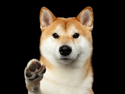 9024564866db4359bc2e418ef7439f2830c4a46dbf0d24c40b3ba00efd5f2b48.jpeg