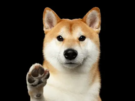 9024564866db4359bc2e418ef7439f2830c4a46dbf0d24c40b3ba00efd5f2b48.jpeg