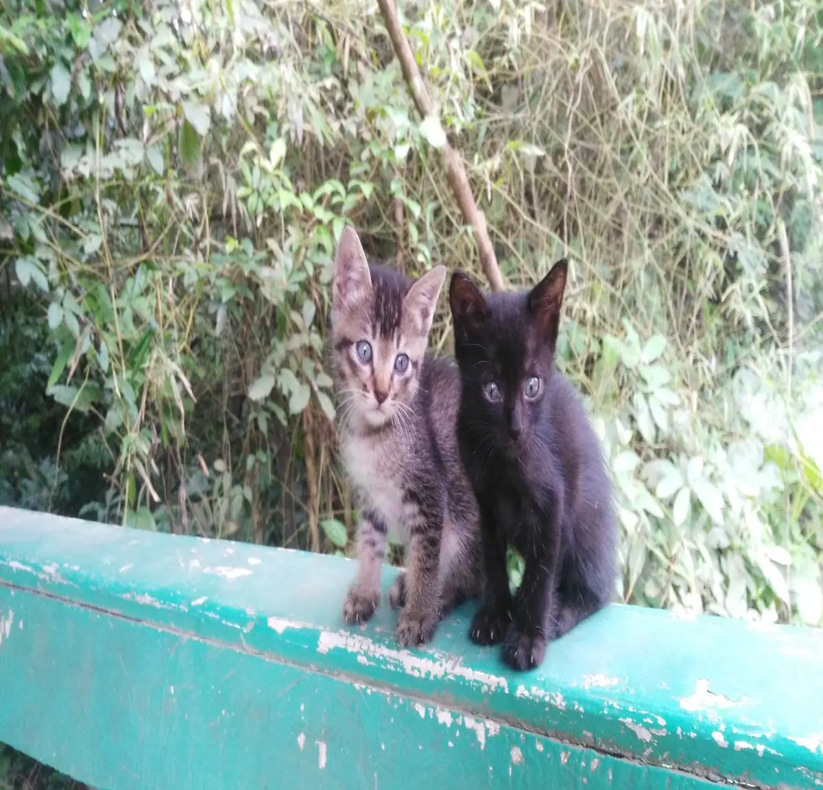 Abandoned at a waiting shed.