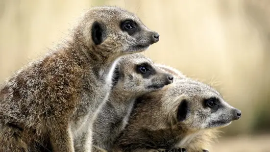 vigilant animals