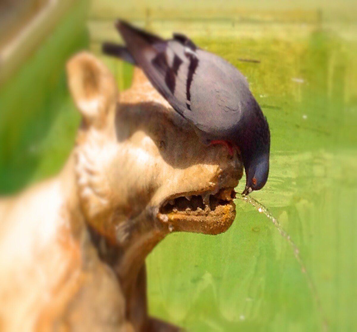 Pidgeon in fountain