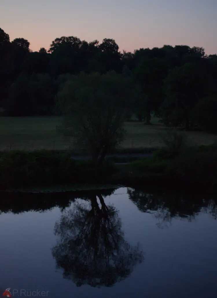 Tree mirroring in water