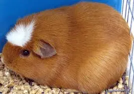 Guinea Pig
