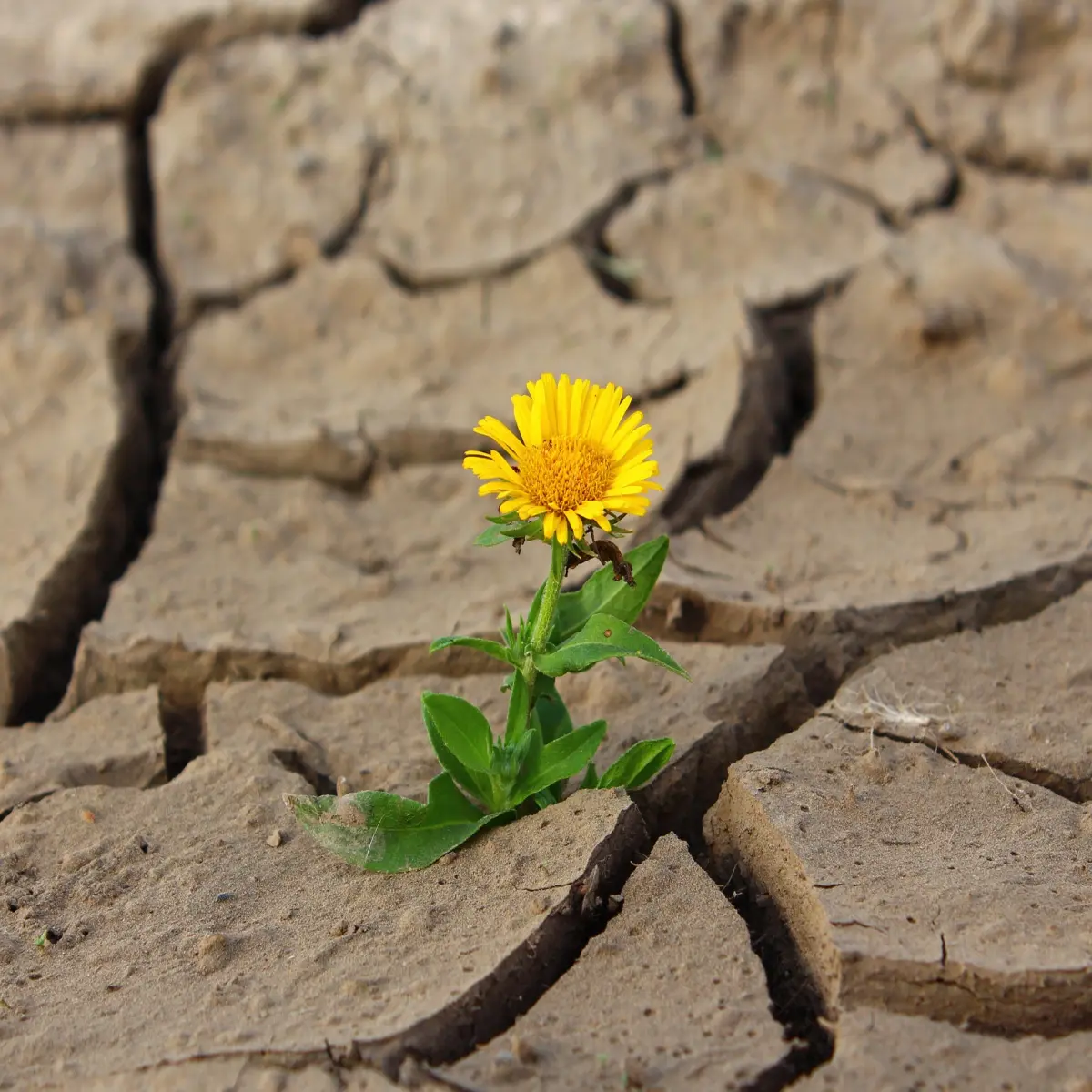 Hope
