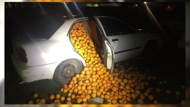 thieves stealing oranges trevor balthrop cryptocurrency