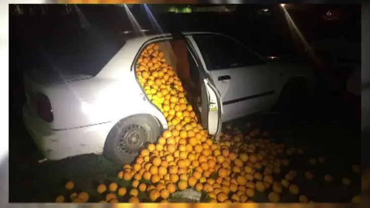 thieves stealing oranges trevor balthrop cryptocurrency