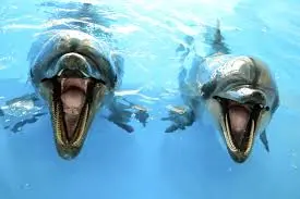 Dolphins laughing?