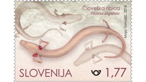 Human fish (Proteus Anguinus) on a stamp