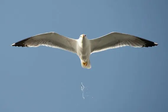 Incoming , Now what are you going to do?