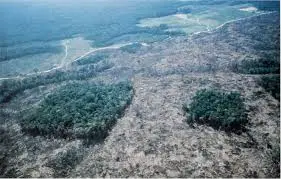 Deforestation