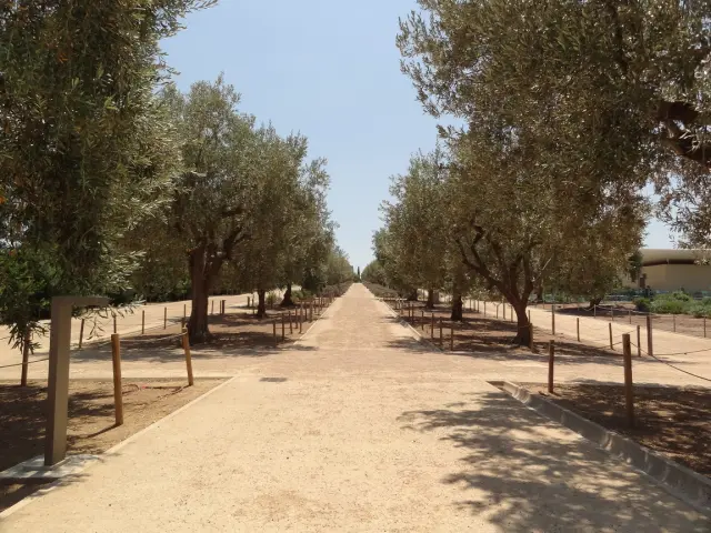 Greece - Around Athens - Kallithea - POI: Stavros Niarchos Park - Olive Grove