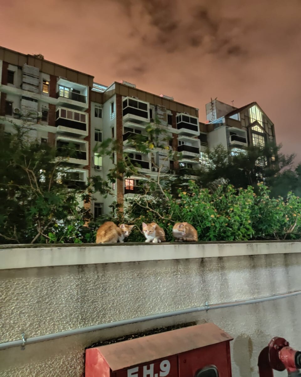 kittens, cat, meow