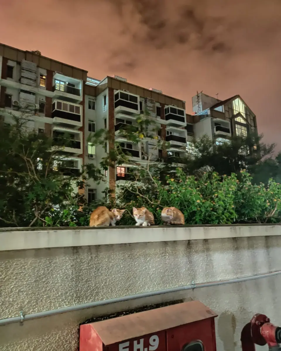 kittens, cat, meow