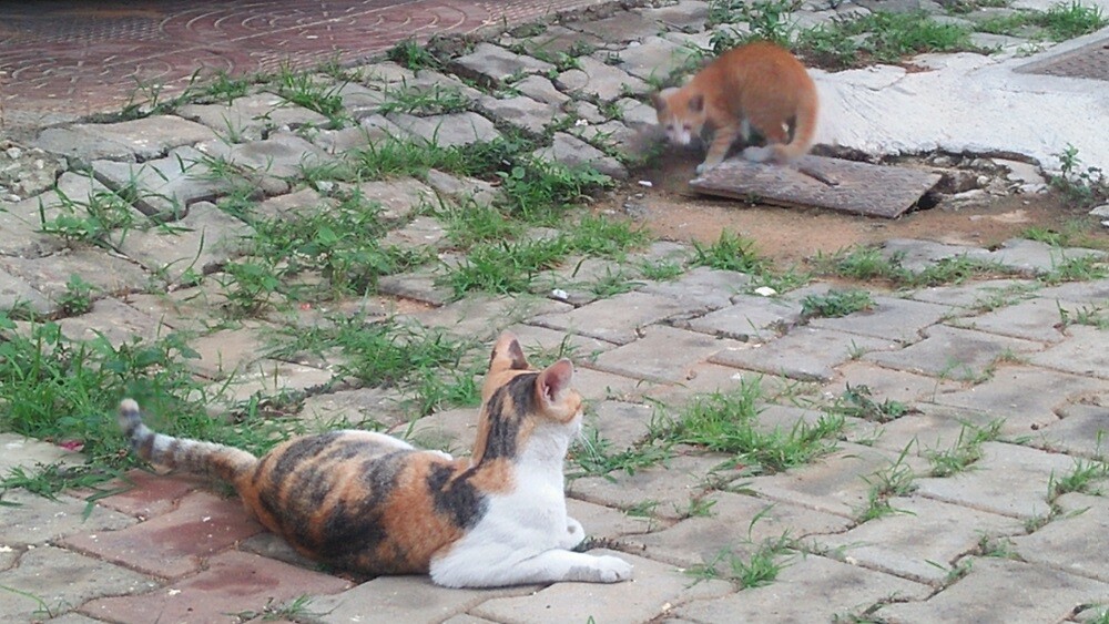 cat kitten