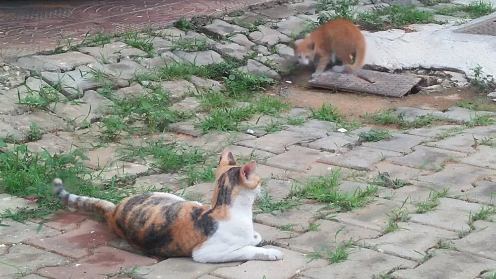 cat kitten