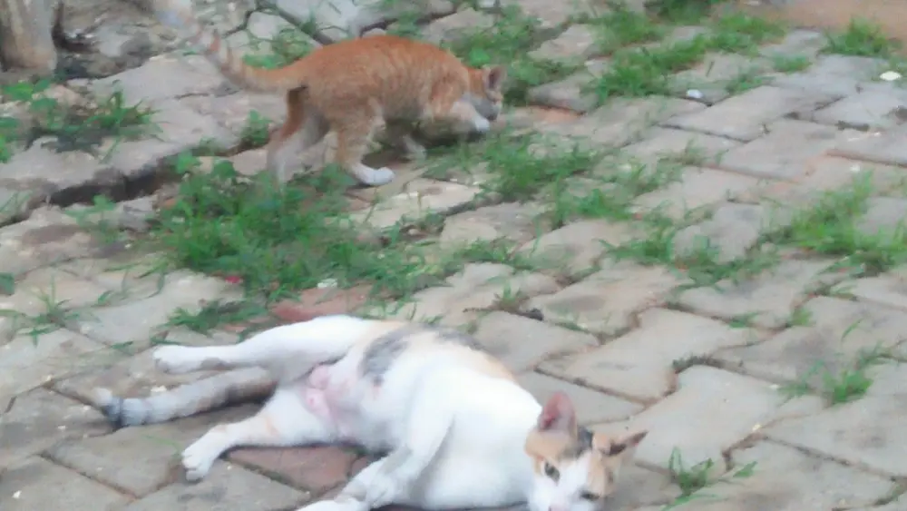 cat kitten