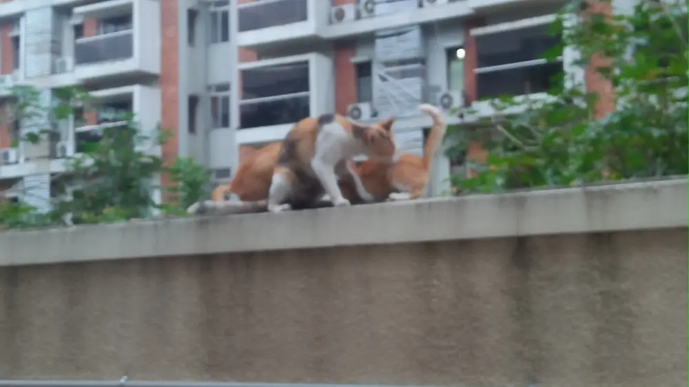 cat kitten