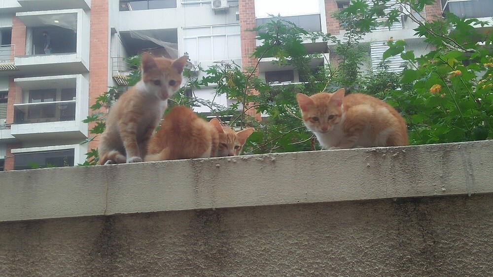 kittens, cat, meow