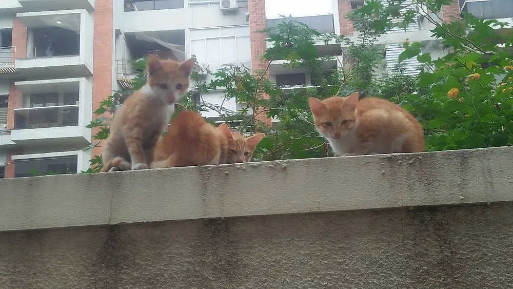 kittens, cat, meow