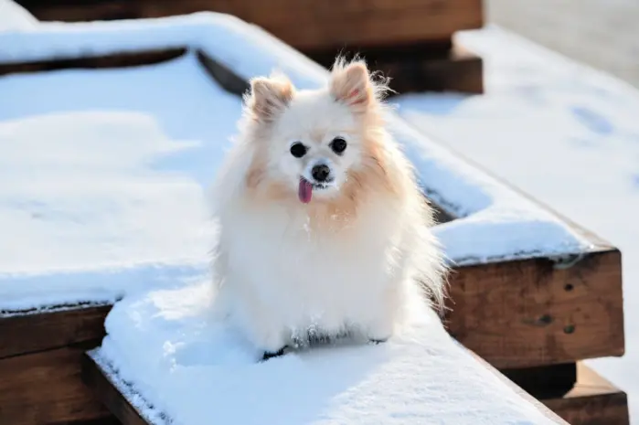 Dog with tongue hanging out